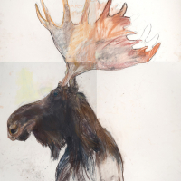 https://www.larascouller.com/files/gimgs/th-17_moose-2014.jpg