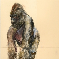 https://www.larascouller.com/files/gimgs/th-17_smgorilla.jpg